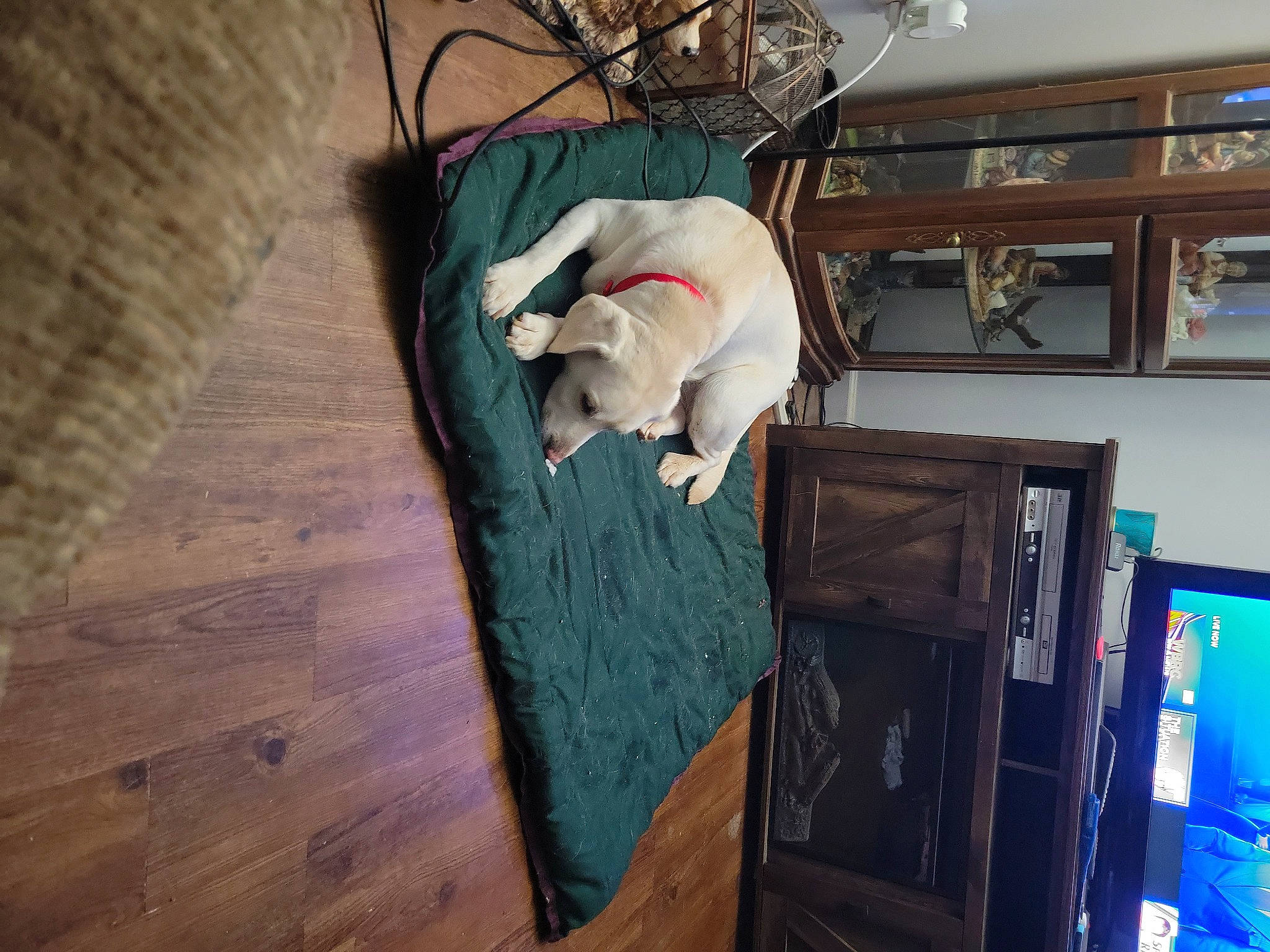 Pinky joined the competition — help win amazing prizes! building, display_device, dog, electrical_wiring, felidae, flooring, hardwood, house, laminate_flooring, machine, plank, plywood, room, small_to_medium_sized_cats, tail, television, television_set, wood, wood_flooring, wood_stain