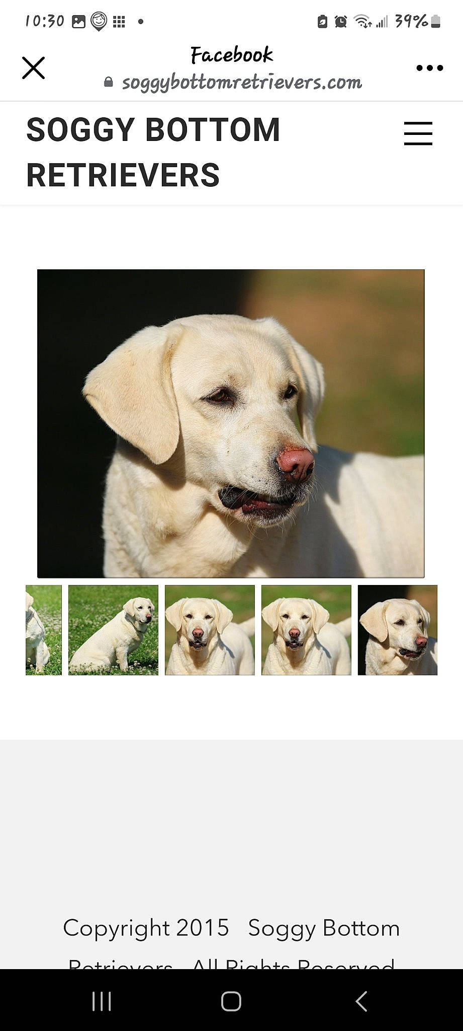 Pinky is registered to the contest to win money with this photo: carnivore, circle, collar, companion_dog, dog, dog_breed, dog_collar, dog_supply, fashion_accessory, font, fur, pet_supply, photo_caption, plant, rectangle, snout, sporting_group, stock_photography, sunglasses, working_animal