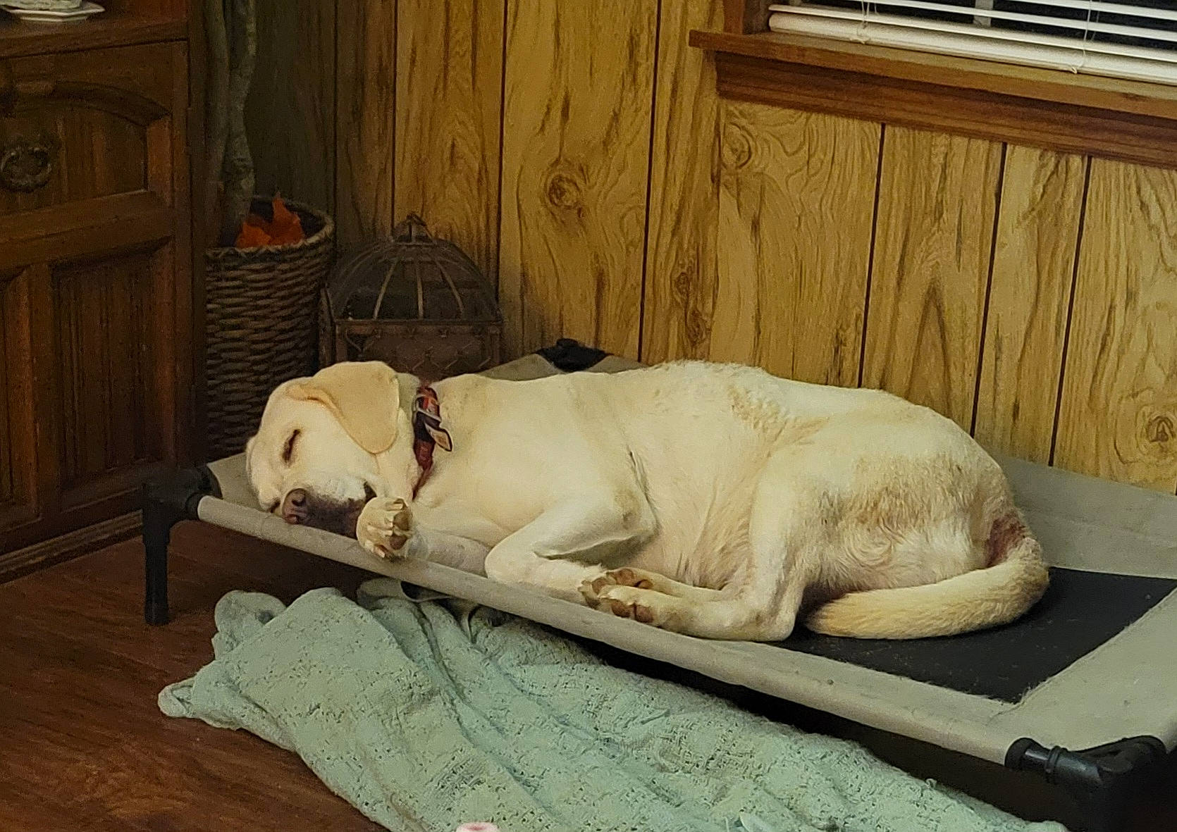 Pinky joined the competition — help win amazing prizes! cabinetry, canidae, carnivore, comfort, companion_dog, dog, dog_breed, fawn, felidae, flooring, fur, hardwood, linens, small_to_medium_sized_cats, snout, sporting_group, tail, window, wood, working_animal