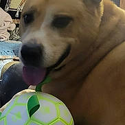 Lemon joined the competition — help win amazing prizes! animal, ball, blanket, close_up, couch, cozy, dog, fabric, furniture, happy, home, horse_pattern, indoor, lamp, living_room, paw, pet, playful, tan_fur, toy