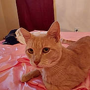 Luigi joined the competition — help win amazing prizes! cat, orange_tabby, bed, pink_bedspread, indoor, curtain, furniture, pet, animal, relaxed, looking_at_camera, cozy, domestic, fur, whiskers, ears, eyes, resting, home, bedroom