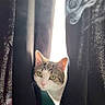 animal, bright_light, cat, closeup, contrast, curious, curtains, domestic_cat, ears, face, fur, green_eyes, indoor, light, peek, pet, shadow, silhouette, whiskers, window