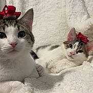 Cheese is registered to the contest to win money with this photo: