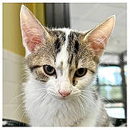 Garlic Knot joined the competition — help win amazing prizes! animal, cat, close_up, curious, cute, domestic_cat, ears, eyes, face, feline, fur, indoor, looking_down, mammal, pet, portrait, soft_light, tabby, whiskers, young_cat