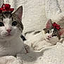 cat, two_cats, bow, red_bow, white_blanket, fluffy_blanket, indoor, pets, cute, feline, resting, close_up, tabby, white_fur, pink_nose, ears, whiskers, relaxed, animal, cozy