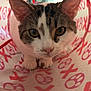 Garlic Knot is registered to the contest to win money with this photo: cat, animal, pet, curious, tunnel, playful, ears, whiskers, closeup, indoor, fur, eyes, muzzle, floor, pattern, red, white, cute, kitten, exploration