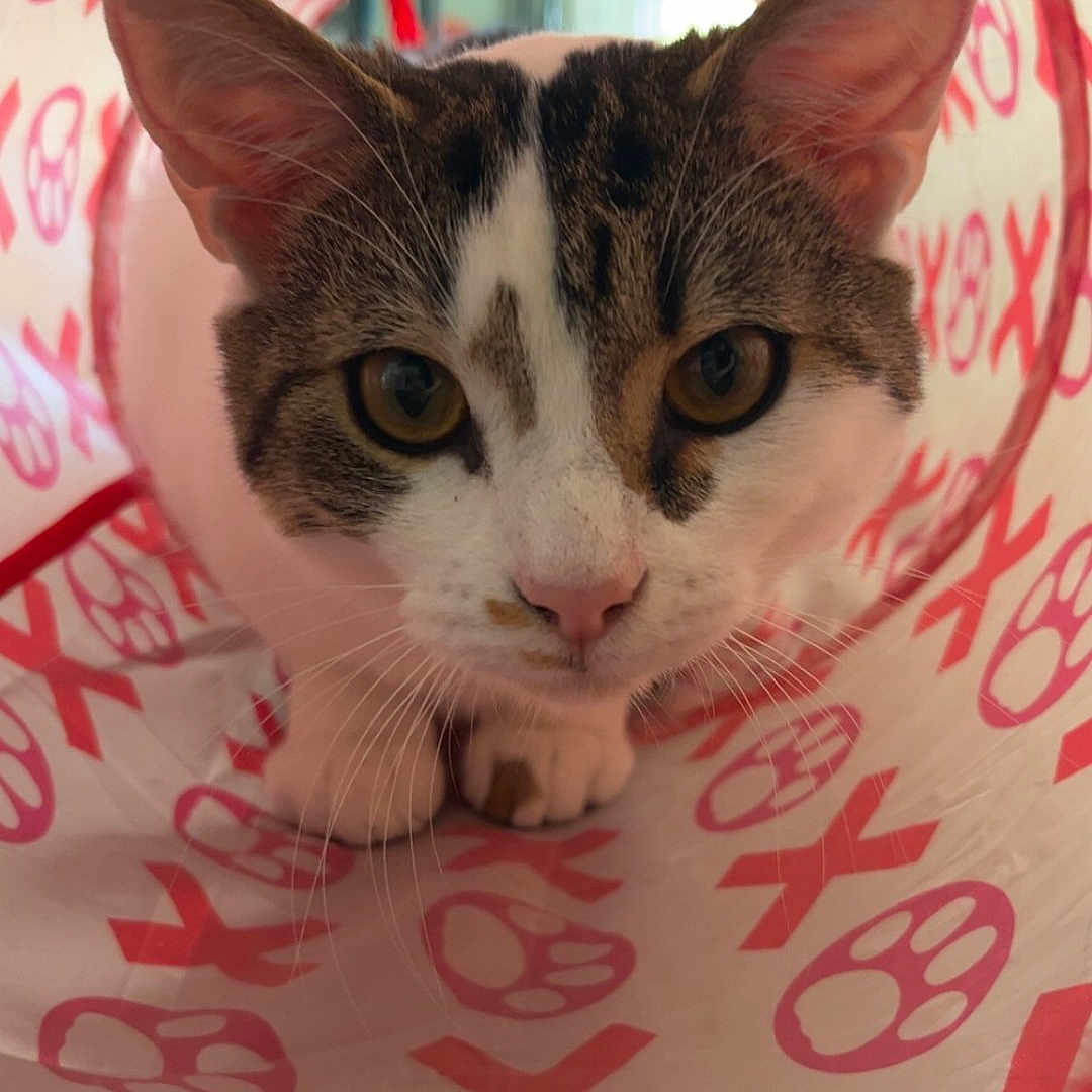 Garlic Knot is registered to the contest to win money with this photo: animal, cat, closeup, curious, cute, ears, exploration, eyes, floor, fur, indoor, kitten, muzzle, pattern, pet, playful, red, tunnel, whiskers, white