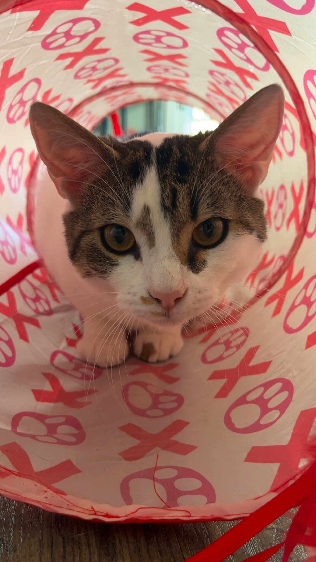 Garlic Knot is registered to the contest to win money with this photo: cat, animal, pet, curious, tunnel, playful, ears, whiskers, closeup, indoor, fur, eyes, muzzle, floor, pattern, red, white, cute, kitten, exploration