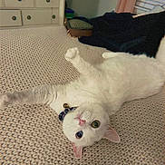 Tinkerbell is registered to the contest to win money with this photo: cat, white_cat, heterochromia, blue_eye, green_eye, collar, bell, knitted_blanket, bed, indoor, furniture, dresser, curious, pet, animal, cozy, lying_down, close_up, domestic, feline