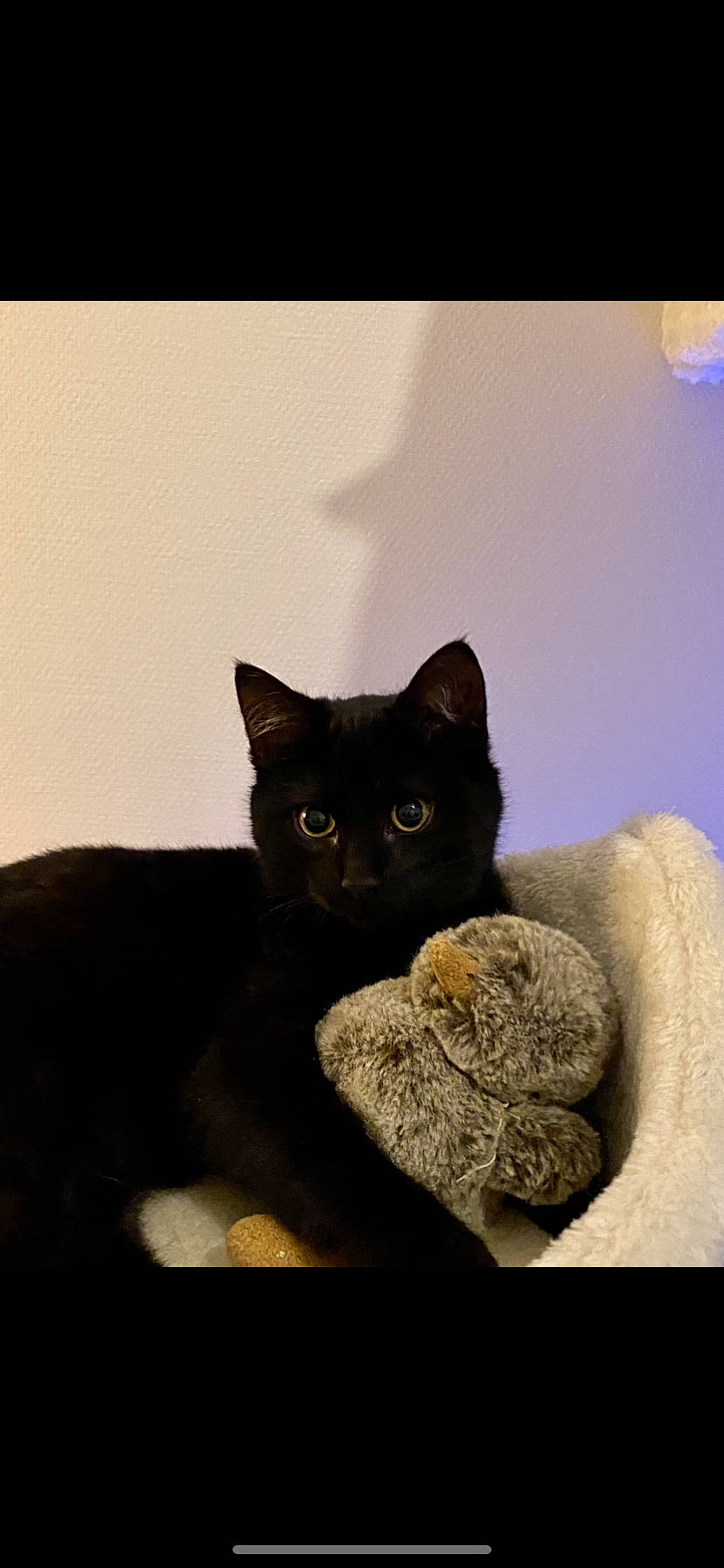 Kiko a rejoint le concours — aidez-le/la à gagner de superbes lots ! art, black_cat, carnivore, cat, comfort, domestic_short_haired_cat, felidae, fur, grey, russian_blue, small_to_medium_sized_cats, snout, tail, terrestrial_animal, whiskers, window