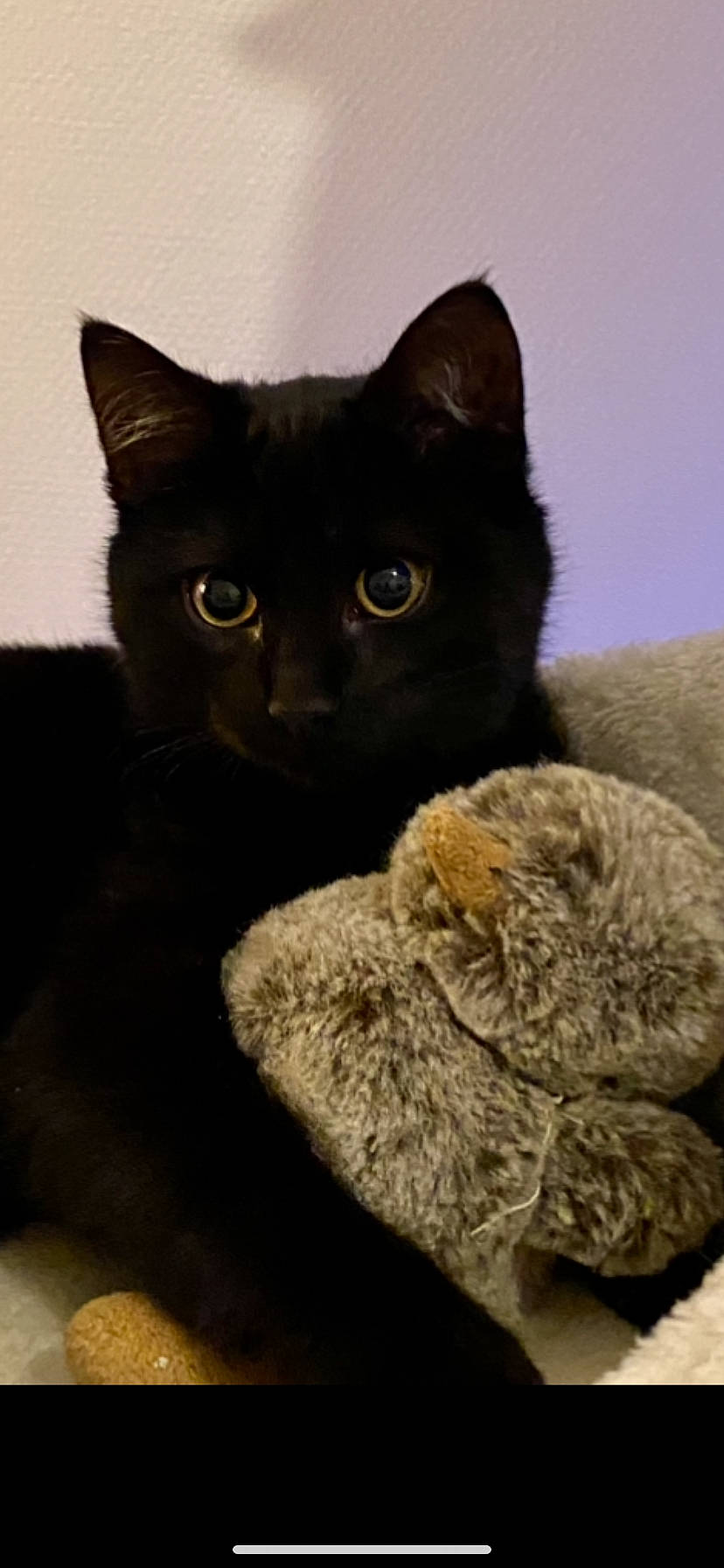 Kiko participe au concours pour gagner de l'argent avec cette photo : black_cat, carnivore, cat, claw, comfort, domestic_short_haired_cat, felidae, fur, grey, havana_brown, paw, small_to_medium_sized_cats, snout, tail, terrestrial_animal, thread, whiskers, woolen