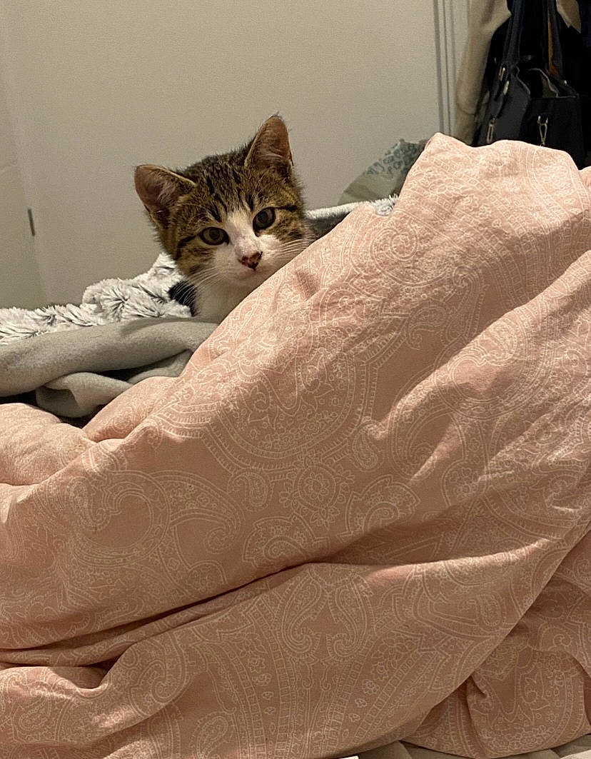Rilou a rejoint le concours — aidez-le/la à gagner de superbes lots ! bed, bed_sheet, bedding, beige, brown, carnivore, cat, comfort, domestic_short_haired_cat, duvet, fawn, felidae, fur, human_leg, linens, room, sand, small_to_medium_sized_cats, terrestrial_animal, whiskers