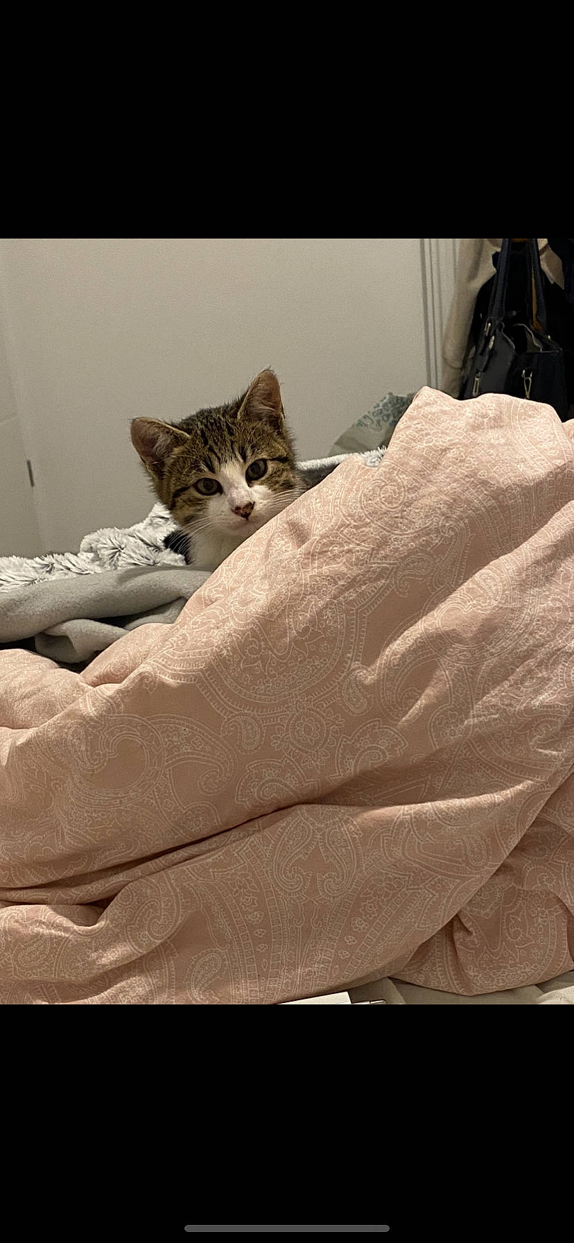 Rilou participe au concours pour gagner de l'argent avec cette photo : bed, bed_sheet, bedding, bedroom, beige, brown, carnivore, cat, comfort, domestic_short_haired_cat, duvet, fawn, felidae, fur, grey, linens, mattress, small_to_medium_sized_cats, whiskers, wood