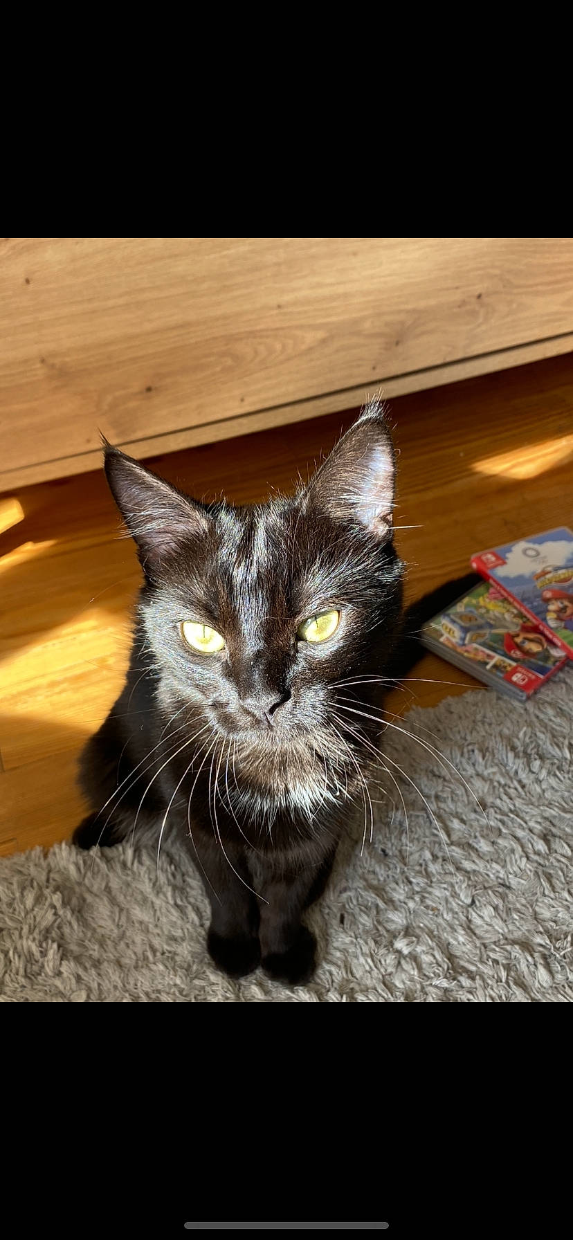 Junior participe au concours pour gagner de l'argent avec cette photo : black_cat, carnivore, cat, claw, domestic_short_haired_cat, felidae, flooring, fur, hardwood, paw, small_to_medium_sized_cats, snout, tail, terrestrial_animal, varnish, whiskers, wood, wood_stain
