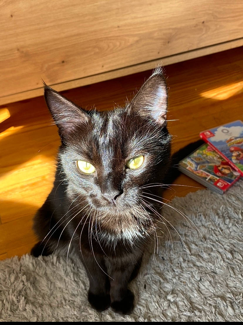 Junior participe au concours pour gagner de l'argent avec cette photo : black_cat, carnivore, cat, claw, domestic_short_haired_cat, felidae, flooring, fur, hardwood, paw, plank, small_to_medium_sized_cats, snout, tail, terrestrial_animal, varnish, whiskers, wood, wood_flooring, wood_stain