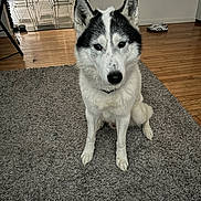 Bruce is registered to the contest to win money with this photo: animal, black_and_white, canine, carpet, chair, collar, dog, domestic, ears_up, flooring, furniture, gray_rug, house, husky, indoor, looking_at_camera, pet, shoe, sitting, wooden_floor
