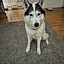 animal, black_and_white, canine, carpet, chair, collar, dog, domestic, ears_up, flooring, furniture, gray_rug, house, husky, indoor, looking_at_camera, pet, shoe, sitting, wooden_floor