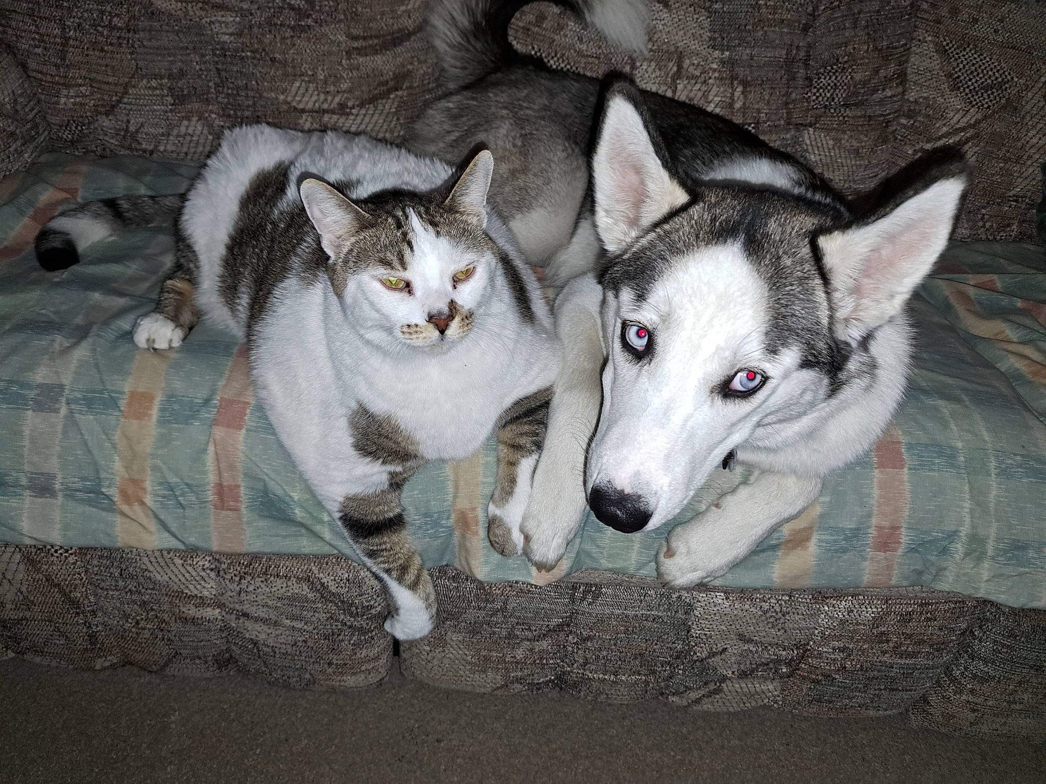 Astra is registered to the contest to win money with this photo: canidae, canis, carnivore, cat, dog, dog_breed, felidae, fur, grey, siberian_husky, sled_dog, small_to_medium_sized_cats, snout, sporting_group, tail, terrestrial_animal, whiskers, wolf, working_animal, working_dog