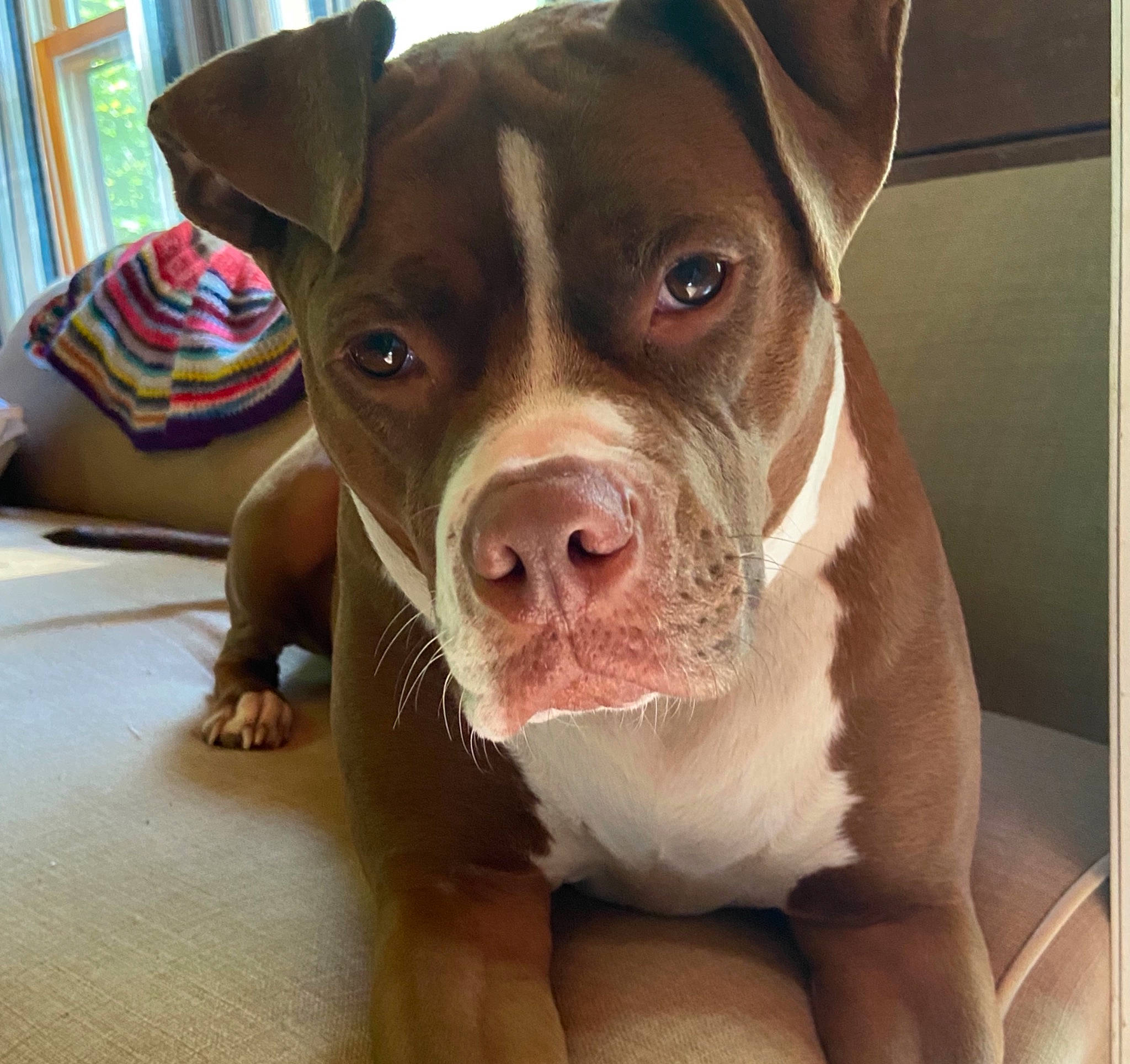 Lady joined the competition — help win amazing prizes! canidae, carnivore, collar, companion_dog, dog, dog_breed, dog_collar, eye, fawn, head, jaw, liver, pet_supply, snout, sporting_group, terrestrial_animal, whiskers, window, window_blind, working_animal