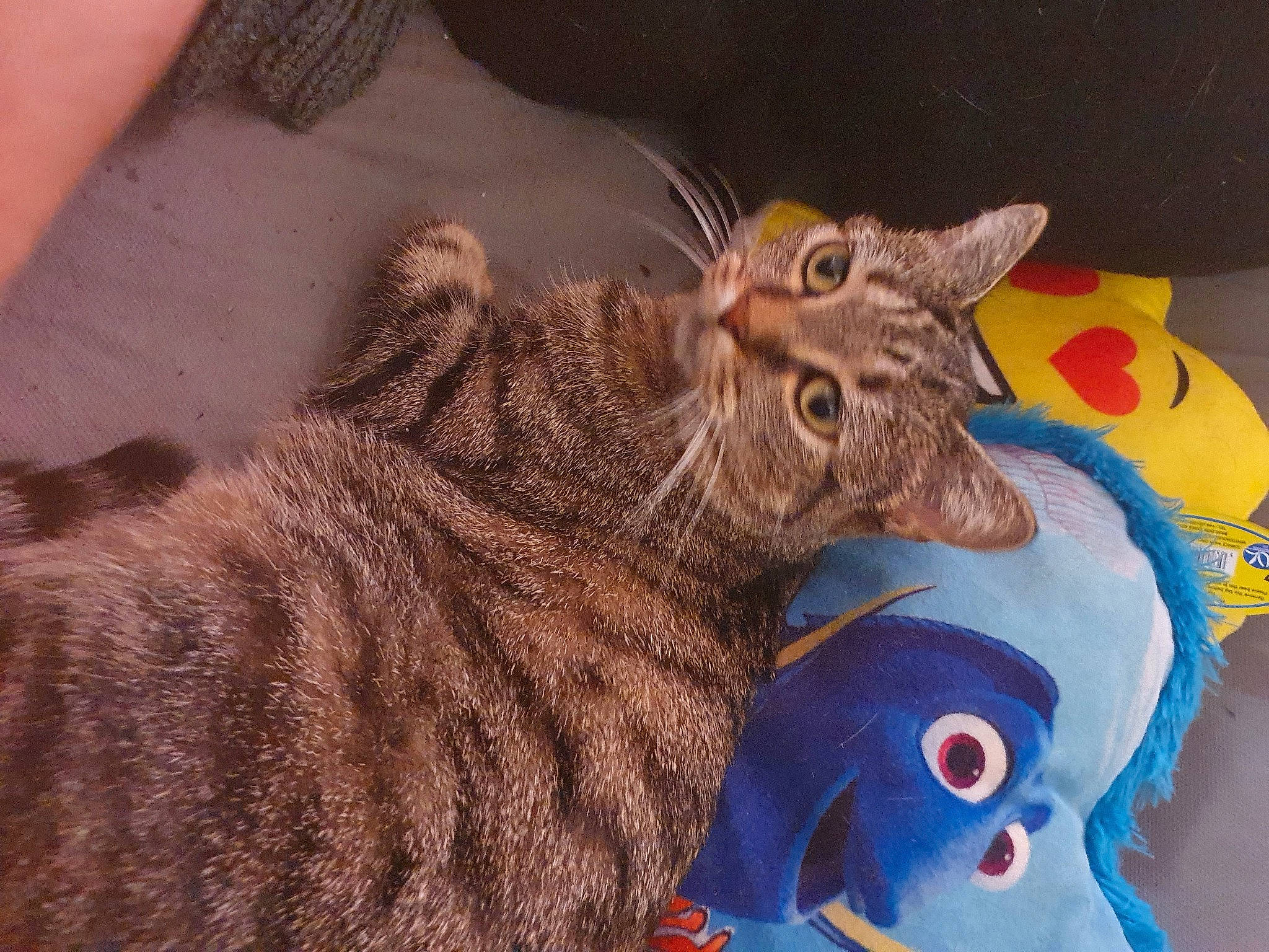 Thémis a rejoint le concours — aidez-le/la à gagner de superbes lots ! art, cap, cat, domestic_short_haired_cat, eye, fawn, felidae, fur, hat, head, mask, personal_protective_equipment, small_to_medium_sized_cats, snout, tail, terrestrial_animal, toy, visual_arts, whiskers, wool