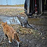 Moon is registered to the contest to win money with this photo: animal, autumn, cat, curious, fence, ground, leaf, mud, nature, outdoor, overcast, puddle, rural, shed, tire, tool, tree, walking, weather, yard