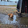 Moon is registered to the contest to win money with this photo: animal, cat, cats, curious, daytime, exploring, fall, ginger_cat, ground, leaves, muddy, nature, outdoor, pet, puddle, quiet, rural, shed, tabby_cat, water
