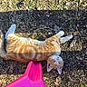 animal, cat, cute, dirt, domestic_cat, footwear, ground, human, leaves, looking_up, nature, orange_tabby, outdoor, pet, playful, relaxed, sandal, shadow, summer, sunlight