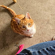 Moon is registered to the contest to win money with this photo: cat, orange_cat, white_cat, pet, animal, floor, concrete, chair_leg, jeans, pink_clothing, looking_up, curious, domestic_cat, indoor, casual, person_partial, tail, whiskers, cute, young_cat