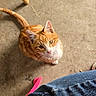 cat, orange_cat, white_cat, pet, animal, floor, concrete, chair_leg, jeans, pink_clothing, looking_up, curious, domestic_cat, indoor, casual, person_partial, tail, whiskers, cute, young_cat
