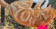 Moon is registered to the contest to win money with this photo: animal, autumn, cat, collar, daylight, domestic_cat, feline, grass, ground, leaves, nature, orange_tabby, outdoor, pet, pink_chair, playful, relaxed, side_view, sunlight, white_paws
