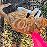 animal, autumn, cat, collar, daylight, domestic_cat, feline, grass, ground, leaves, nature, orange_tabby, outdoor, pet, pink_chair, playful, relaxed, side_view, sunlight, white_paws