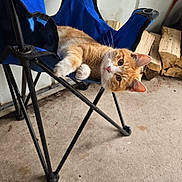 Moon is registered to the contest to win money with this photo: animal, blue_chair, cat, cozy, curious, ears, feline, firewood, floor, folding_chair, head_tilt, indoor, orange_tabby, pet, relaxed, resting, rustic, seat, whiskers, wood