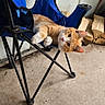 animal, blue_chair, cat, cozy, curious, ears, feline, firewood, floor, folding_chair, head_tilt, indoor, orange_tabby, pet, relaxed, resting, rustic, seat, whiskers, wood
