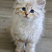 Balou participe au concours pour gagner de l'argent avec cette photo : kitten, cat, blue_eyes, fluffy, cute, pet, animal, indoor, wooden_floor, fur, small, young, mammal, whiskers, ears, front_legs, curious, adorable, portrait, standing
