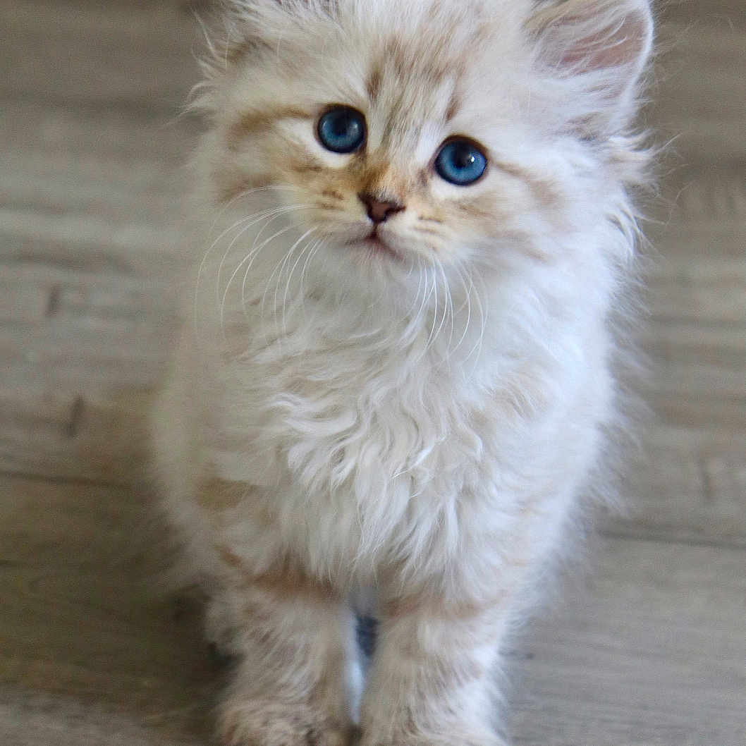 Balou participe au concours pour gagner de l'argent avec cette photo : kitten, cat, blue_eyes, fluffy, cute, pet, animal, indoor, wooden_floor, fur, small, young, mammal, whiskers, ears, front_legs, curious, adorable, portrait, standing
