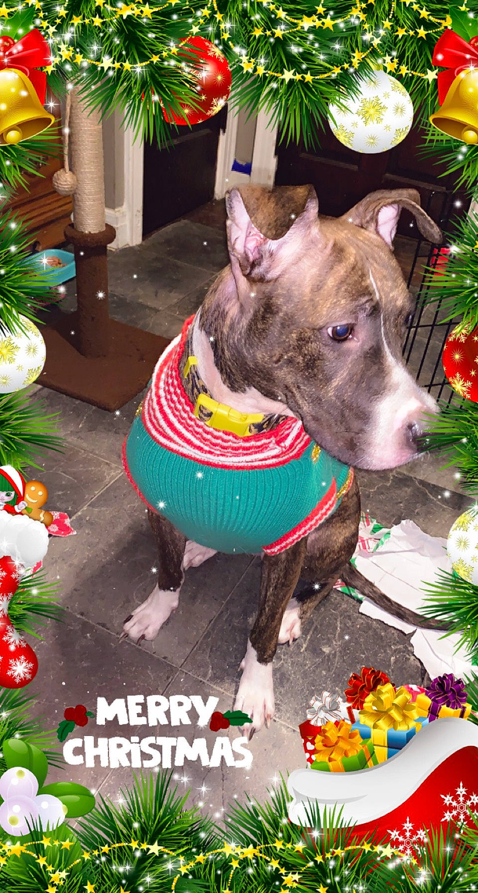 Yazmin joined the competition — help win amazing prizes! carnivore, collar, companion_dog, conifer, dog, dog_breed, dog_collar, dog_supply, event, fashion_accessory, fawn, green, holiday, pet_supply, plant, rampur_greyhound, sighthound, snout, sporting_group, working_animal