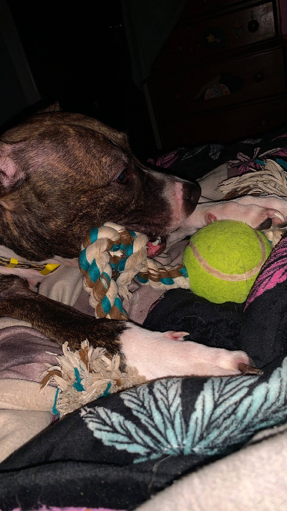 Yazmin is registered to the contest to win money with this photo: ball, carnivore, comfort, companion_dog, dog, dog_bed, dog_breed, dog_supply, fawn, fur, linens, nap, plush, room, sleep, sporting_group, sports_toy, stuffed_toy, toy, working_animal