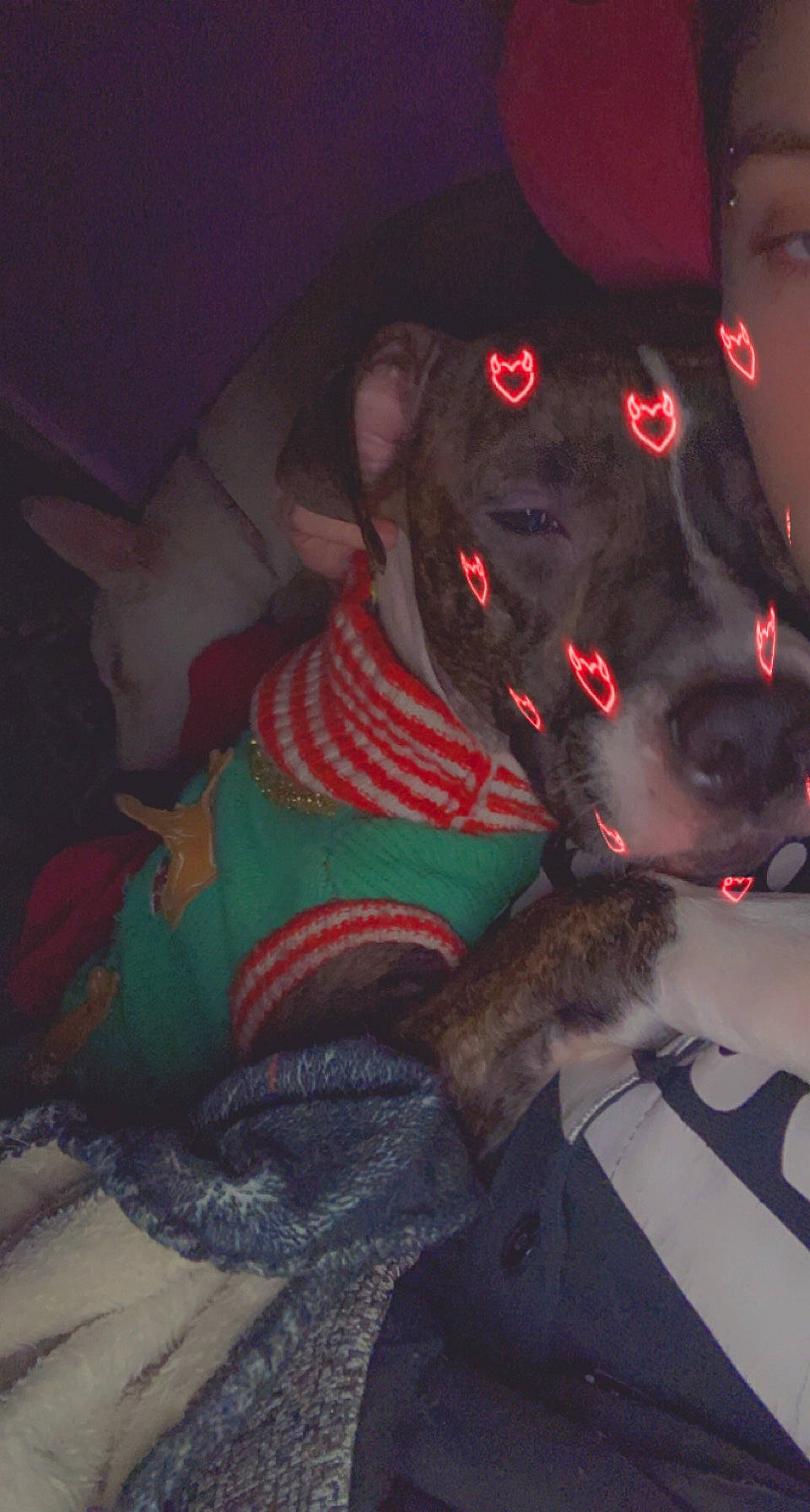 Yazmin joined the competition — help win amazing prizes! canidae, carmine, carnivore, collar, companion_dog, darkness, dog, dog_breed, dog_collar, ear, fawn, fun, fur, guard_dog, magenta, personal_protective_equipment, snout, sporting_group, whiskers, working_animal