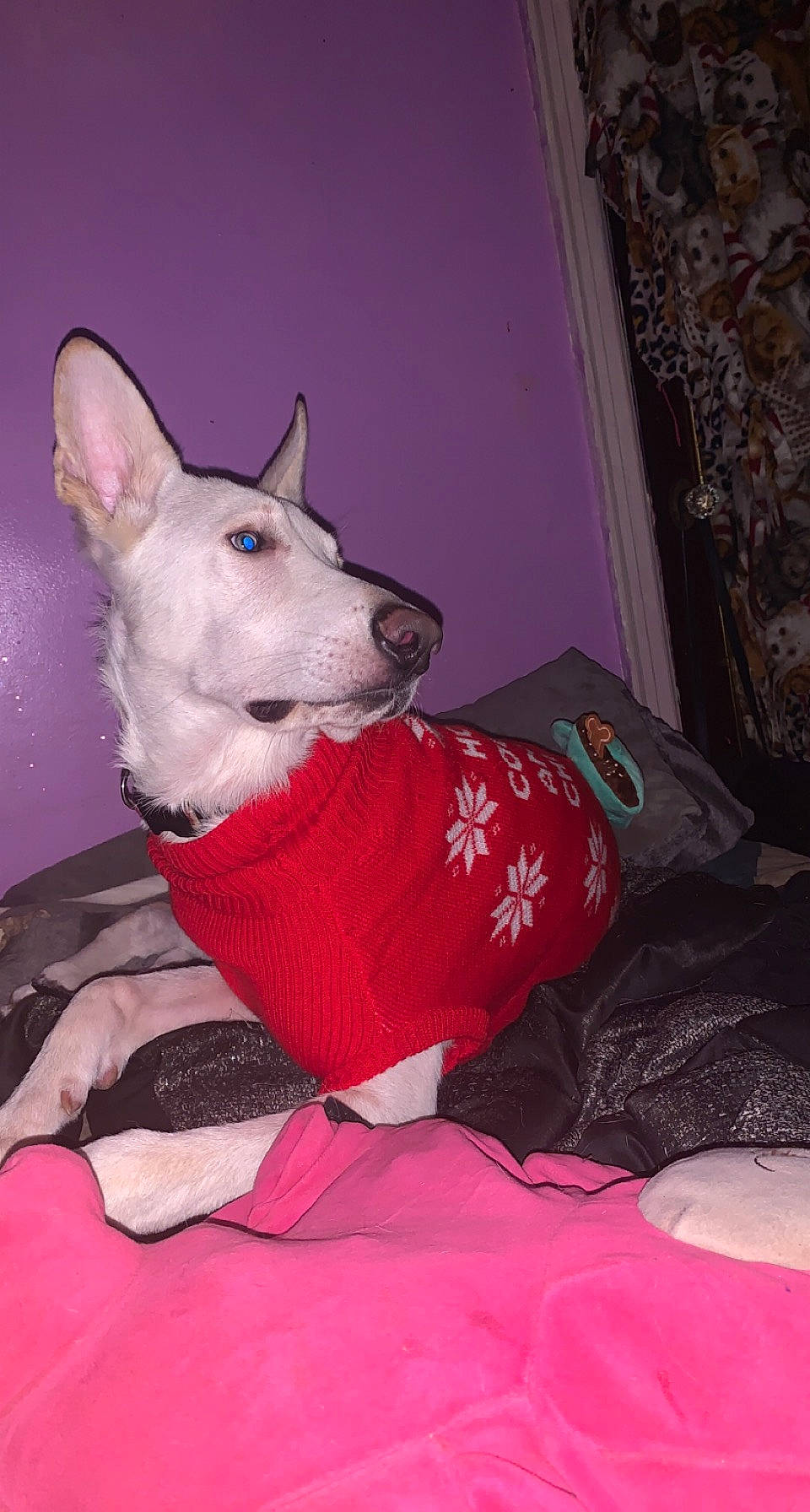 Cloud joined the competition — help win amazing prizes! canidae, carmine, carnivore, comfort, companion_dog, curtain, dog, dog_breed, dog_supply, door, fawn, fur, grey, linens, magenta, pink, snout, sporting_group, tail, working_animal