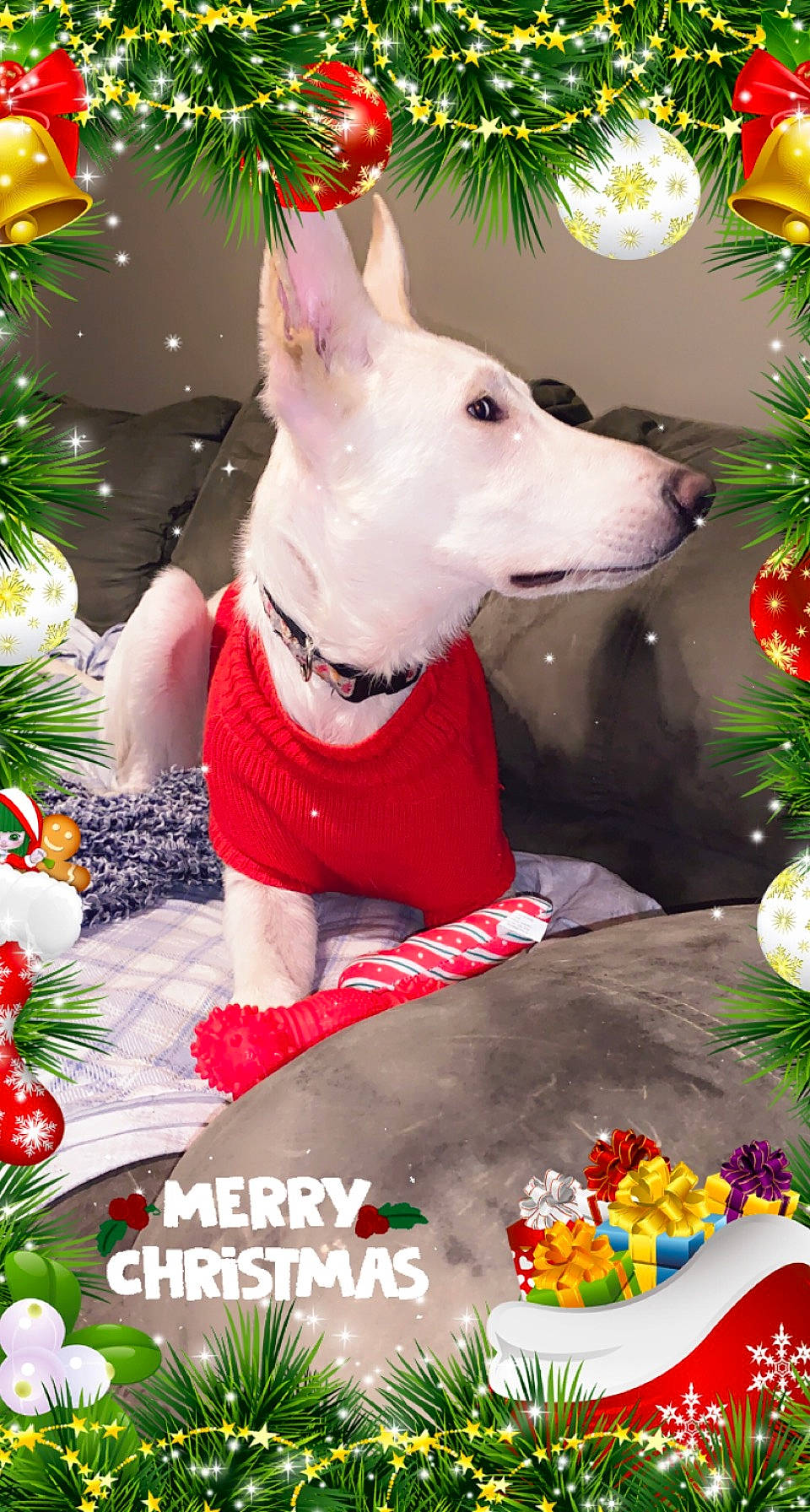 Cloud is registered to the contest to win money with this photo: carnivore, christmas, christmas_decoration, christmas_eve, christmas_ornament, christmas_tree, collar, companion_dog, dog, dog_breed, dog_supply, event, evergreen, fawn, happy, holiday, holiday_ornament, ornament, party_hat, plant