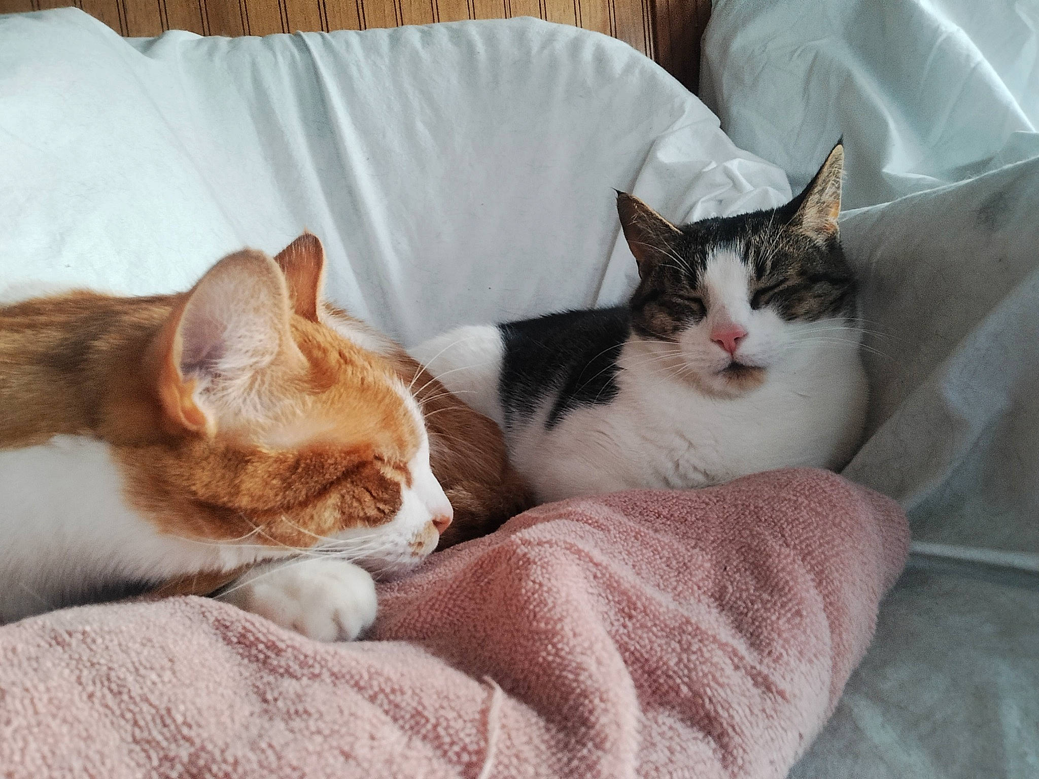 Baby Orange Angel White