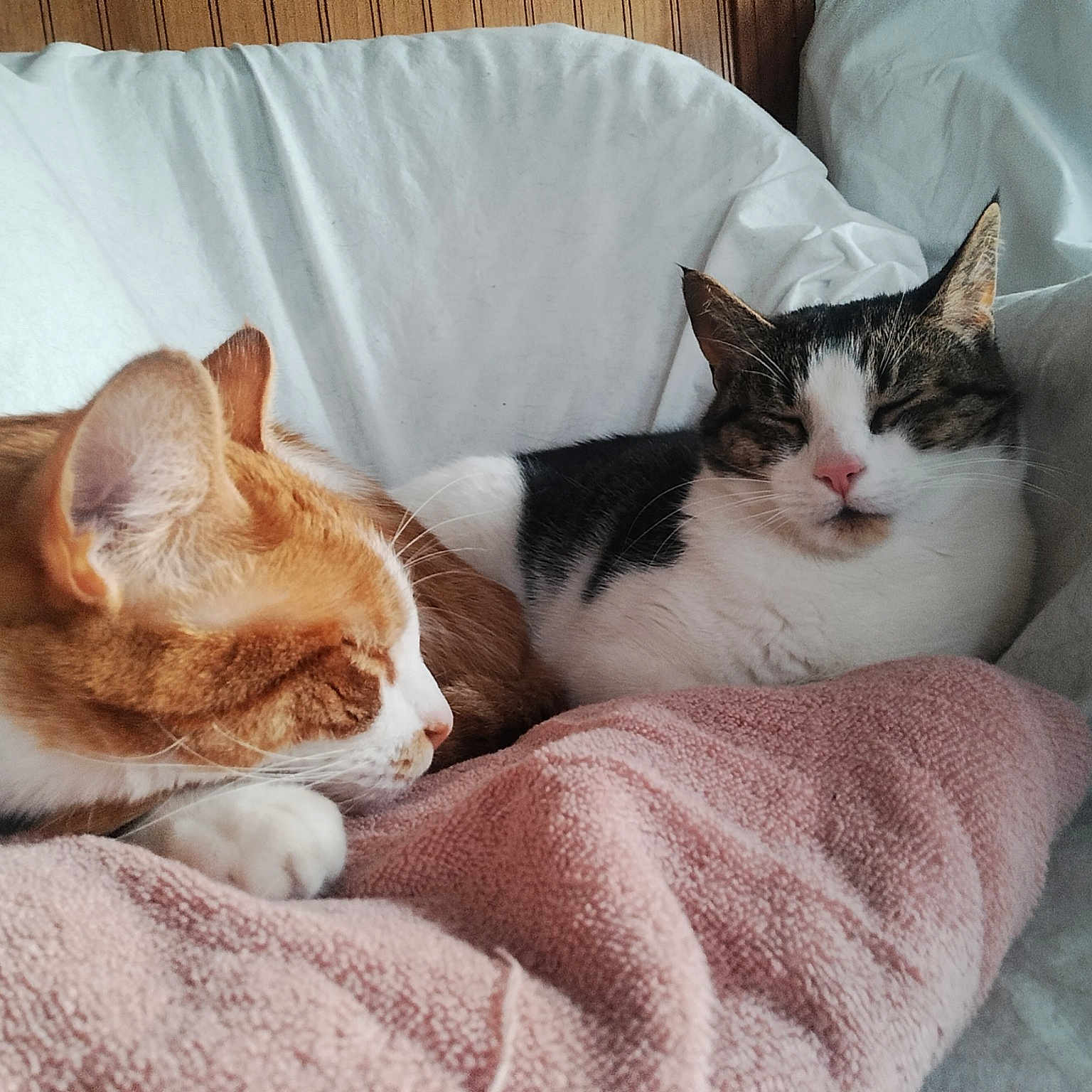 Baby Orange Angel White