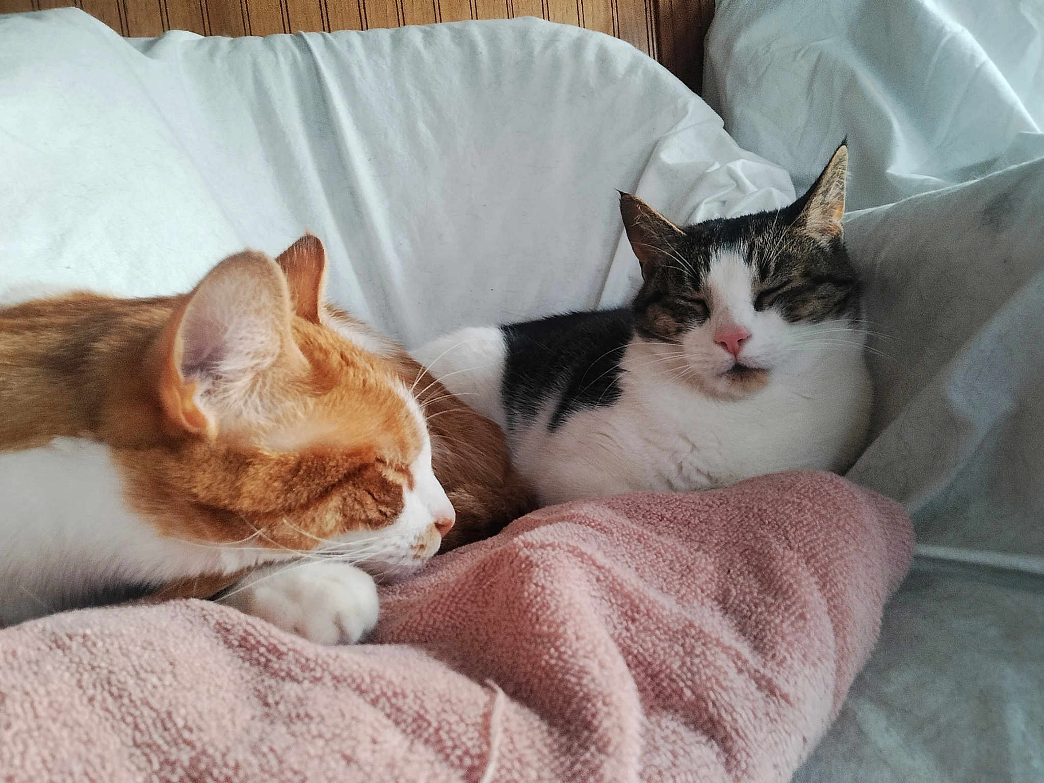 Baby Orange Angel White