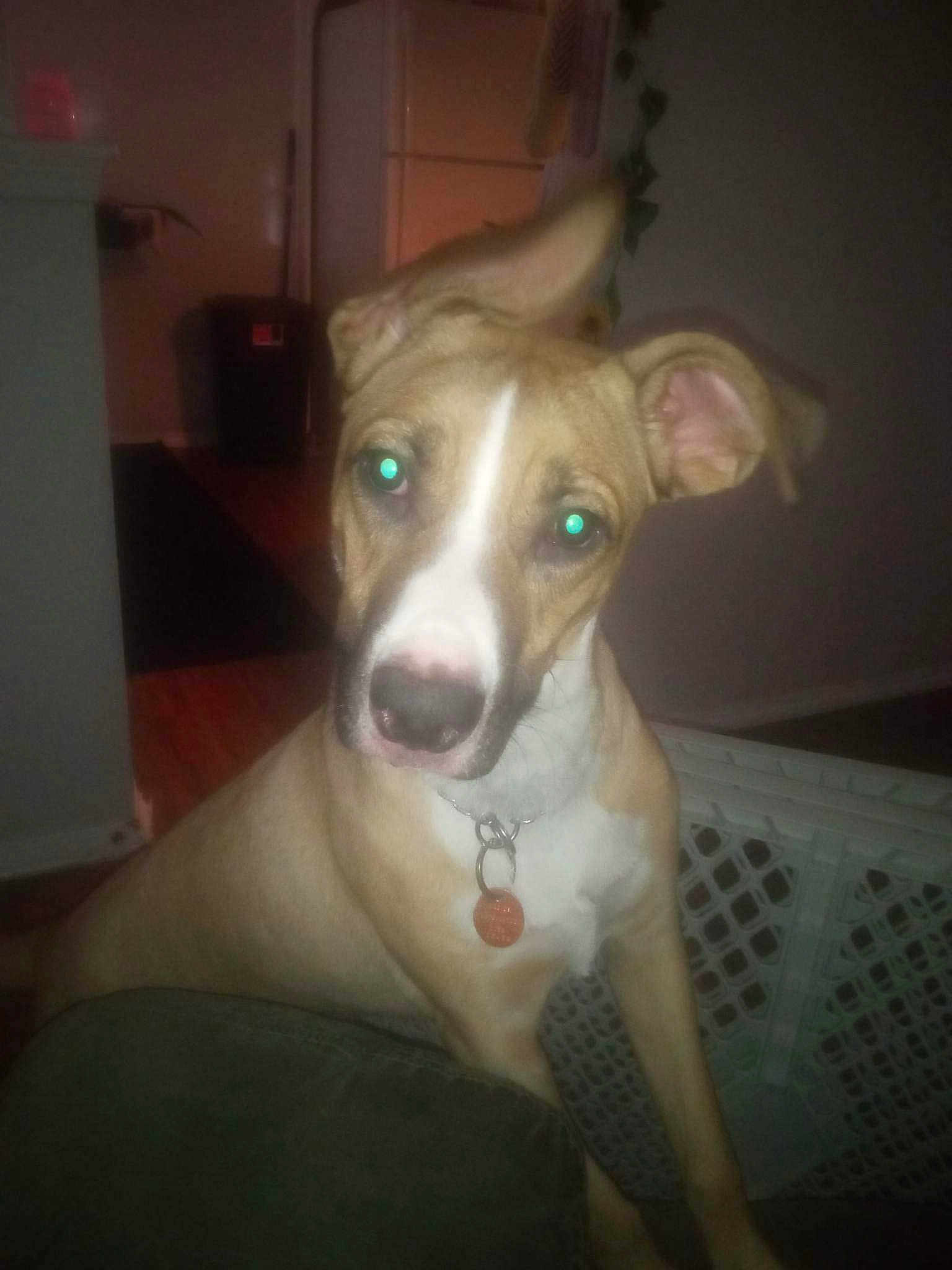 Dalila