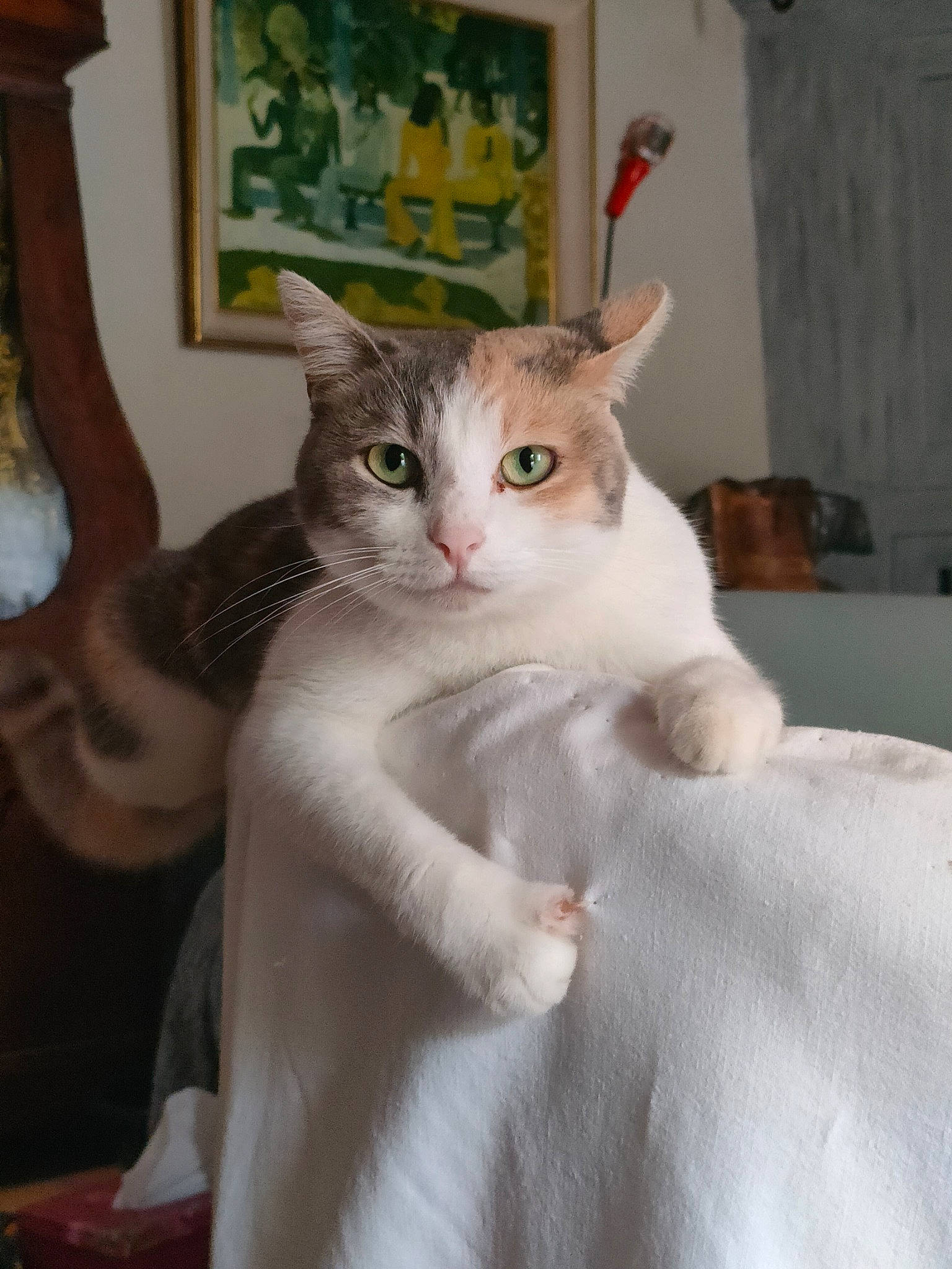 Lola participe au concours pour gagner de l'argent avec cette photo : carnivore, cat, claw, comfort, domestic_short_haired_cat, fawn, felidae, fur, paw, picture_frame, room, small_to_medium_sized_cats, snout, tail, whiskers, window