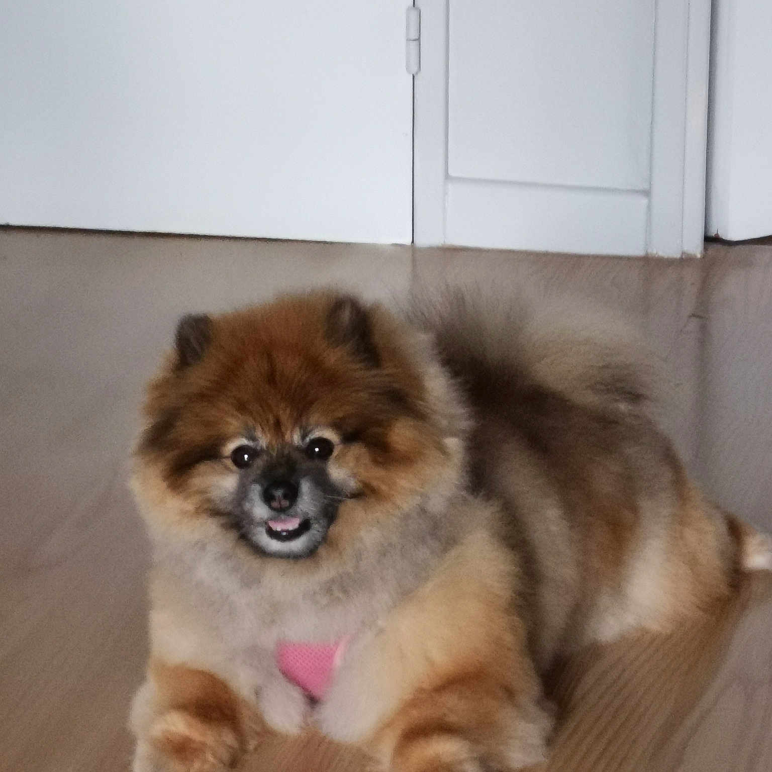 Lassie