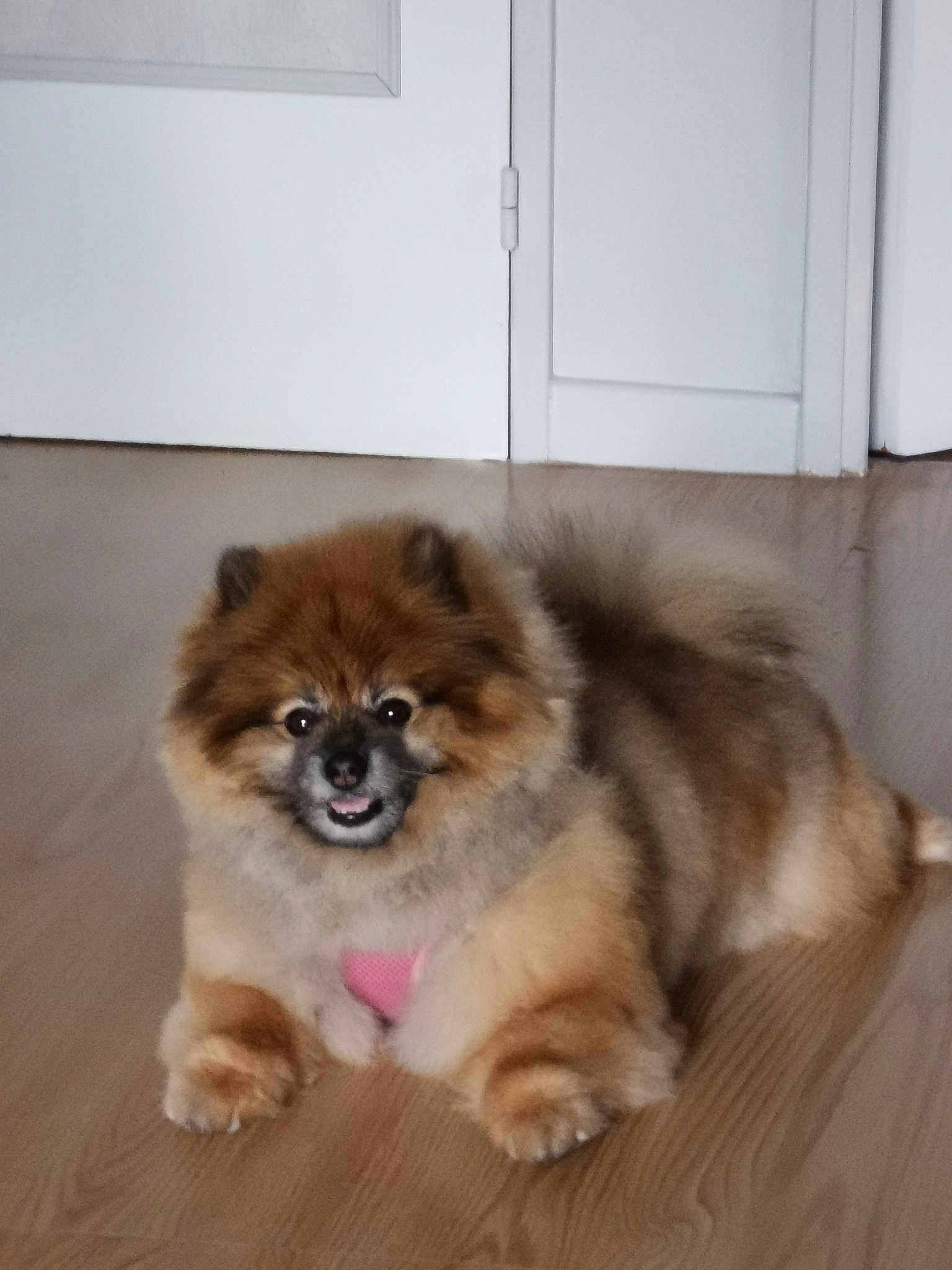 Lassie
