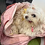 dog, white_dog, fluffy, pet, bag, pink_bag, polka_dot, indoor, chair, green_chair, cute, small_dog, animal, tongue_out, fur, cozy, resting, looking_away, domestic_animal, companion