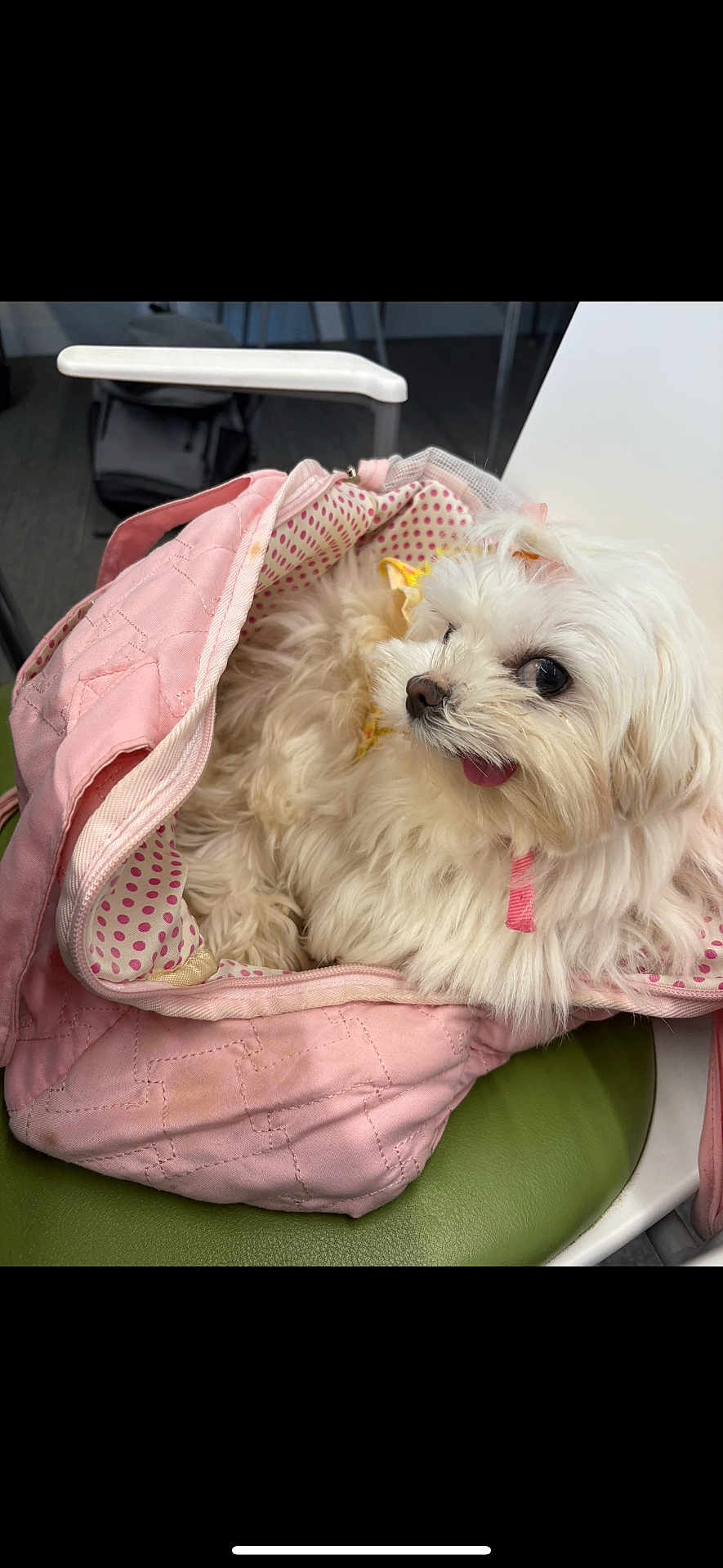 Guppy is registered to the contest to win money with this photo: dog, white_dog, fluffy, pet, bag, pink_bag, polka_dot, indoor, chair, green_chair, cute, small_dog, animal, tongue_out, fur, cozy, resting, looking_away, domestic_animal, companion
