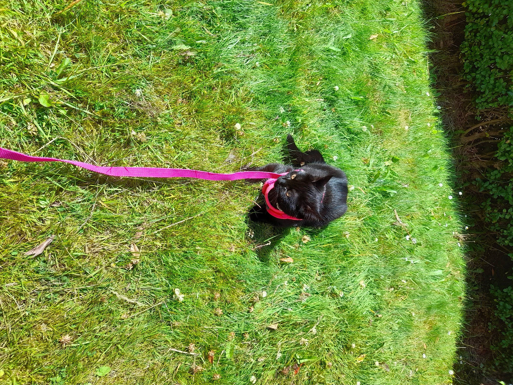 Esme is registered to the contest to win money with this photo: carnivore, collar, companion_dog, dog, dog_breed, dog_supply, grass, grass_family, groundcover, herbaceous_plant, leash, pet_supply, plant, shrub, sporting_group, tail, terrestrial_animal, terrestrial_plant, tree, working_animal